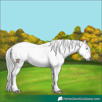 Horse Color:Gray White Spotted Smoky Black Splash Tobiano Rabicano