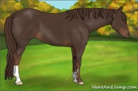 Horse Color:Liver Chestnut Frame 