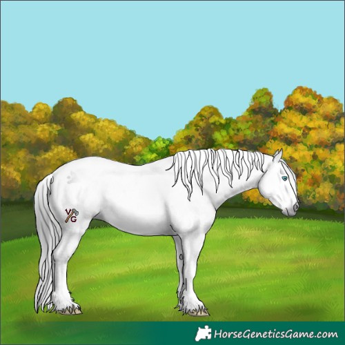 Horse Color:Gray Brown Splash Tobiano Rabicano