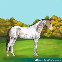 Horse Color:Buckskin Sabino Tobiano Rabicano