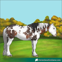 Horse Color:White Spotted Brown Splash Rabicano 