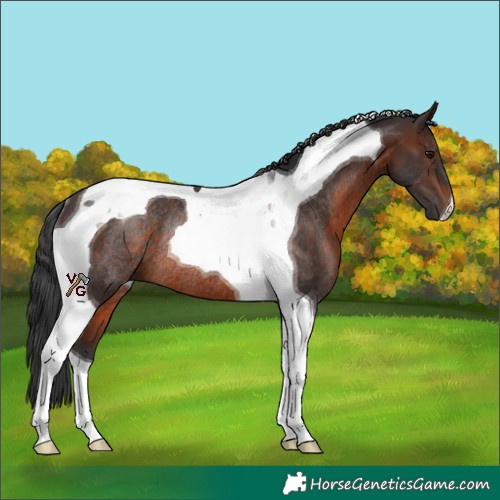 Horse Color:Brown Tobiano Rabicano 