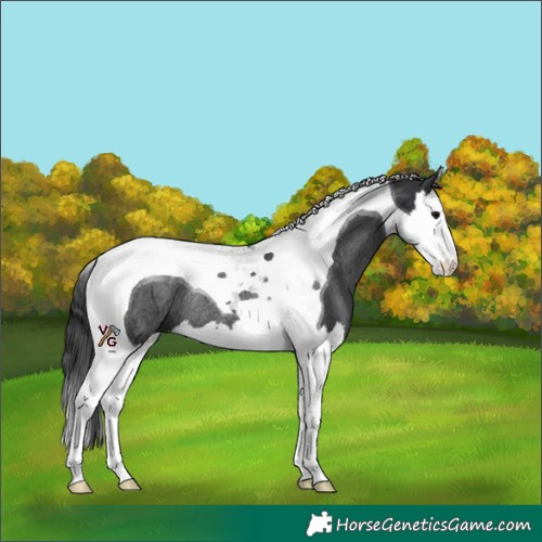 Horse Color:Black Splash Tobiano Rabicano 