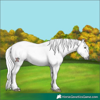 Horse Color:Gray White Spotted Brown Rabicano 