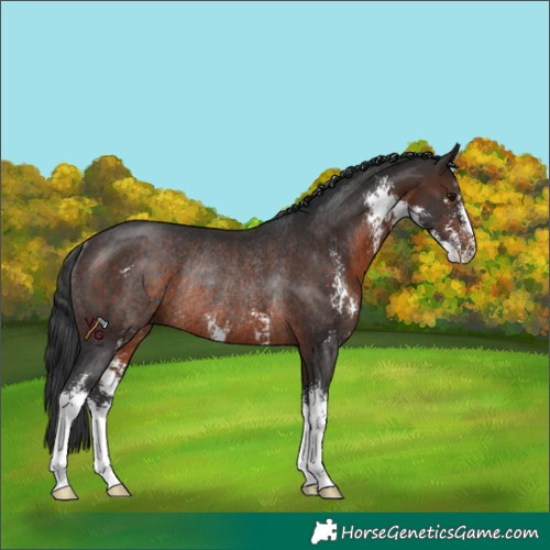 Horse Color:Brown Sabino Rabicano 