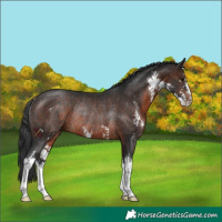 Horse Color:Brown Sabino Rabicano 