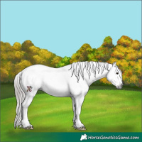 Horse Color:Gray Bay Roan Tobiano Blanket Rabicano 