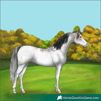 Horse Color:White Spotted Grullo Sabino Rabicano