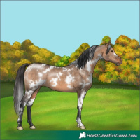 Horse Color:White Spotted Brown Dun 