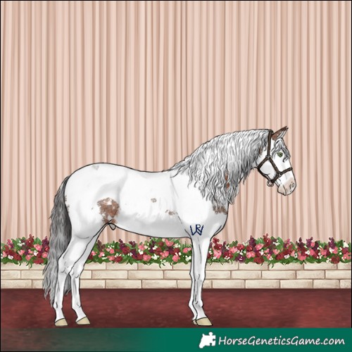 Horse Color:White Spotted Brown Splash Tobiano Rabicano