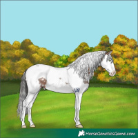 Horse Color:White Spotted Brown Splash Tobiano Rabicano 