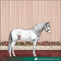 Horse Color:White Spotted Brown Splash Tobiano Rabicano 