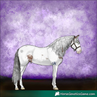 Horse Color:White Spotted Brown Splash Tobiano Rabicano 