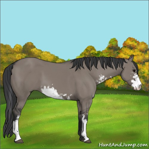 Horse Color:Grullo Sabino 