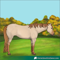 Horse Color:Red Dun 