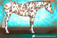 Horse Color:Gray Silver Amber Champagne Appaloosa 