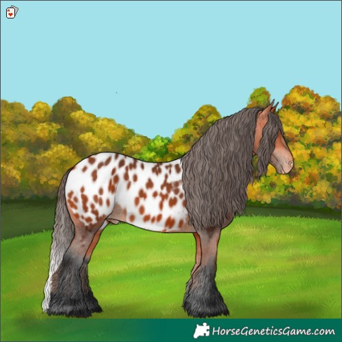 Horse Color:Bay Appaloosa 