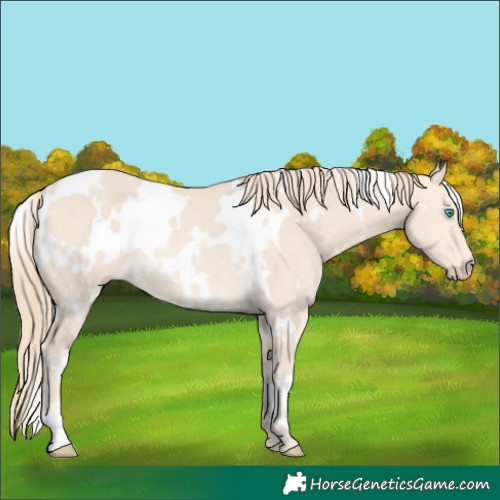 Horse Color:White Spotted Perlino Rabicano