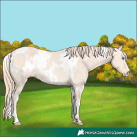 Horse Color:White Spotted Perlino Rabicano 