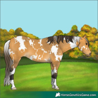 Horse Color:White Spotted Buckskin 