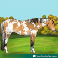 Horse Color:White Spotted Buckskin 