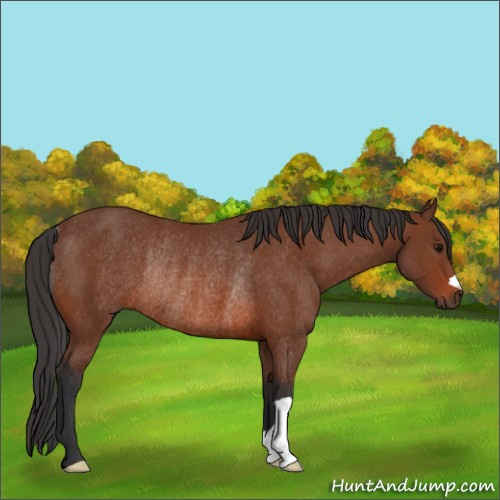Horse Color:Brown Rabicano