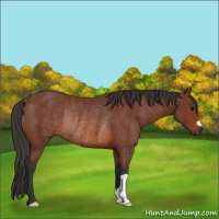 Horse Color:Brown Rabicano 