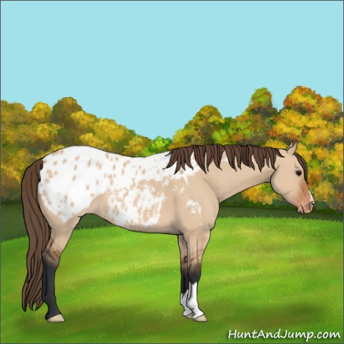 Horse Color:Bay Dun Appaloosa 
