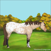 Horse Color:Bay Dun Appaloosa 