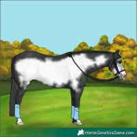 Horse Color:Black Frame