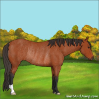 Horse Color:Bay Rabicano 