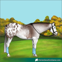 Horse Color:Gray Bay Splash Appaloosa