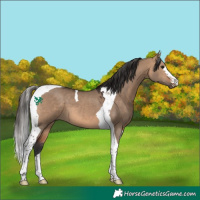 Horse Color:Bay Dun Tobiano 