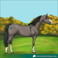 Horse Color:Grullo 