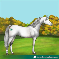 Horse Color:Gray Bay Dun 