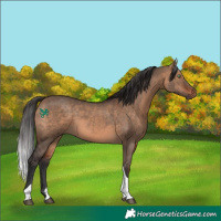 Horse Color:Brown Dun Tobiano 