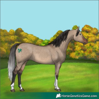Horse Color:Brown Dun Tobiano