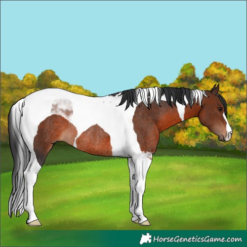 Horse Color:Brown Tobiano Rabicano