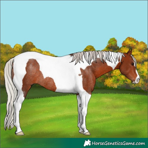 Horse Color:Silver Bay Tobiano Rabicano 