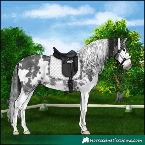 Horse Color:Gray White Spotted Black Sabino Splash Rabicano 