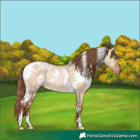 Horse Color:White Spotted Brown Pearl Dun 