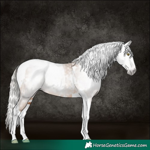 Horse Color:Gray White Spotted Silver Sable Champagne Tobiano Rabicano