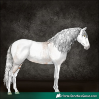 Horse Color:Gray White Spotted Silver Sable Champagne Tobiano Rabicano 