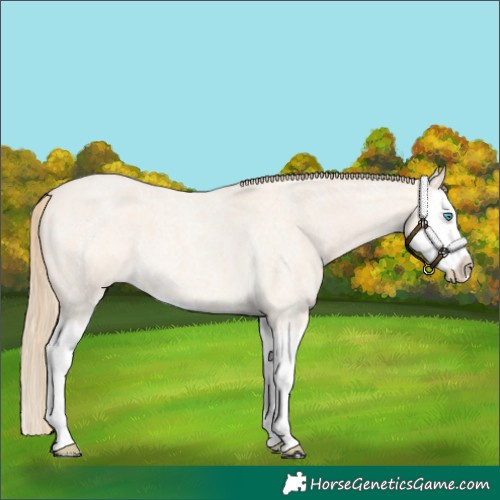 Horse Color:Perlino Roan Splash 