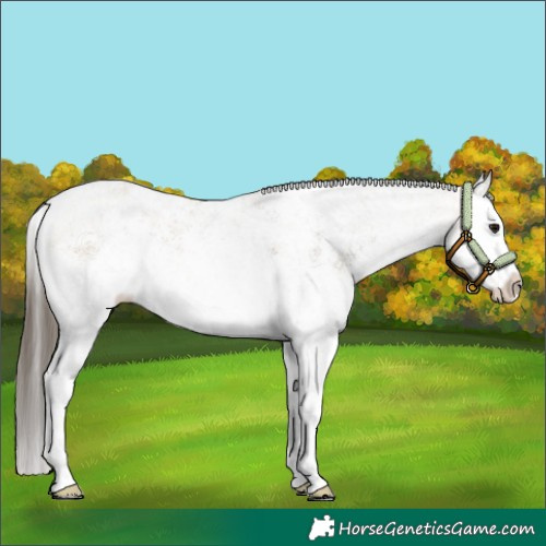 Horse Color:White Spotted Buckskin Splash