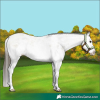 Horse Color:White Spotted Buckskin Splash 