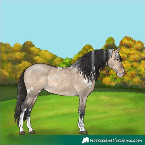 Horse Color:White Spotted Brown Dun Sabino Rabicano 