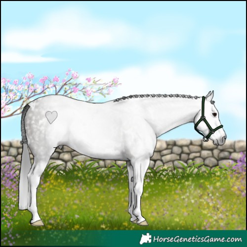 Horse Color:Gray White Spotted Grullo Splash