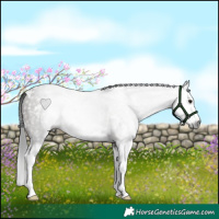 Horse Color:Gray White Spotted Grullo Splash