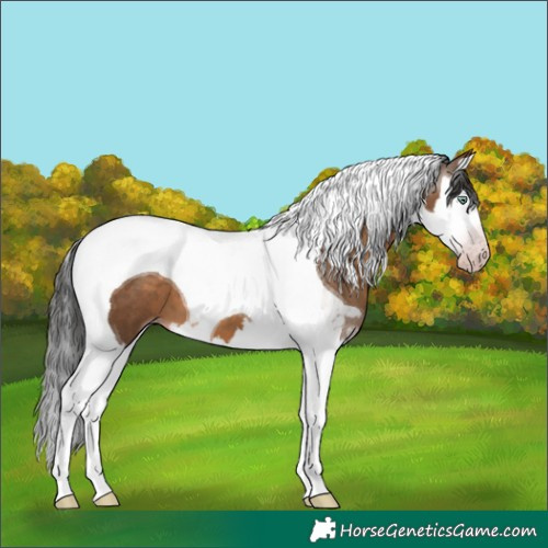 Horse Color:Gray Sable Champagne Splash Tobiano 